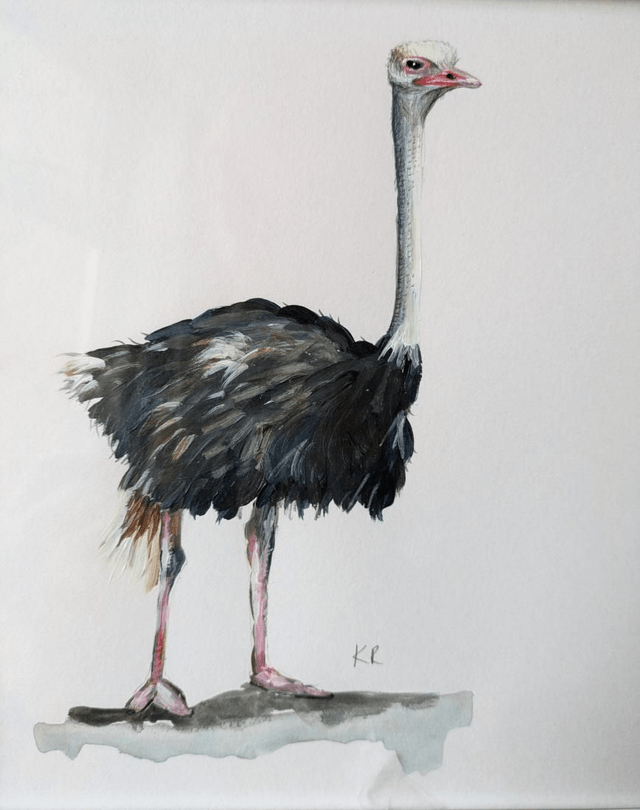 Ostrich 