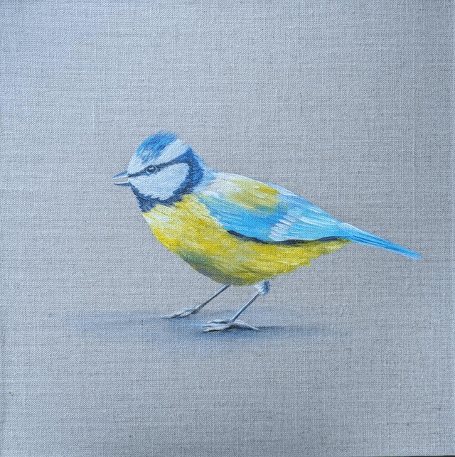 Blue tit