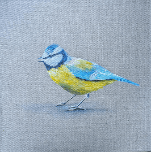 Blue tit